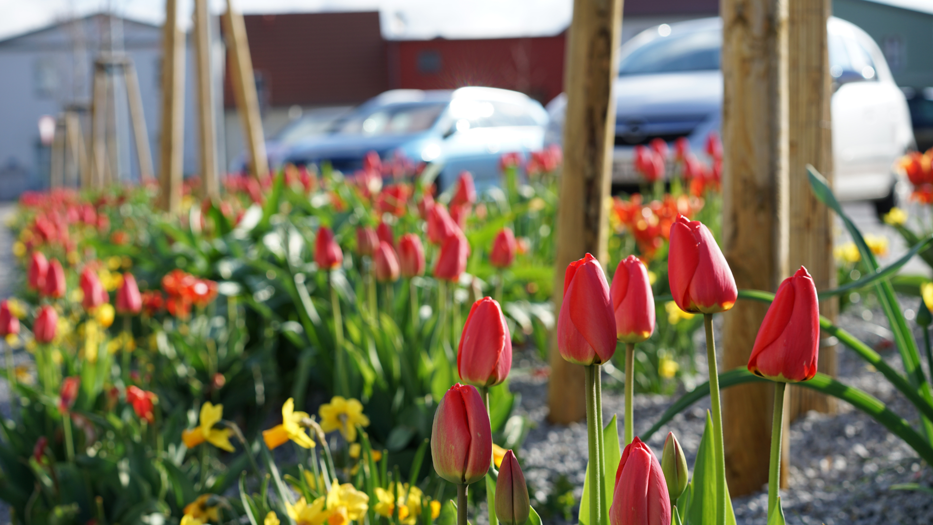 Tulpen am Parkplatz